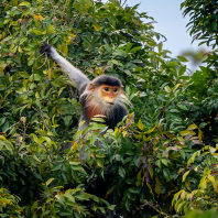 langur duk - Pygathrix nemaeus