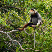 langur duk - Pygathrix nemaeus