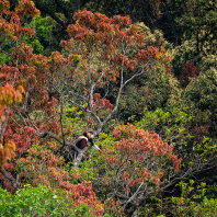 langur duk - Pygathrix nemaeus