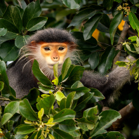 langur duk - Pygathrix nemaeus