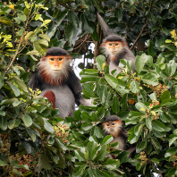 langur duk - Pygathrix nemaeus