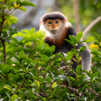 langur duk - Pygathrix nemaeus