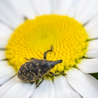 nosatcovití - Curculionidae