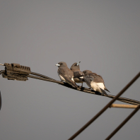 lasolet bělobřichý - Artamus leucorynchus