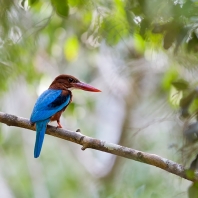 ledňáček hnědohlavý - Halcyon smyrnensis