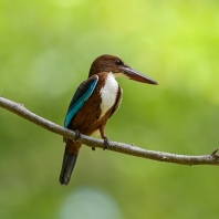 ledňáček hnědohlavý - Halcyon smyrnensis