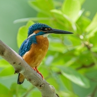 ledňáček říční - Alcedo atthis