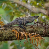 leguán černý - Ctenosaura similis