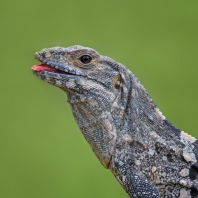 leguán černý - Ctenosaura similis