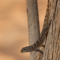 leguán madagaskarský - Oplurus cuvieri