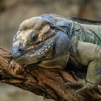 leguán nosorohý - Cyclura cornuta