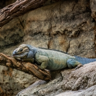 leguán nosorohý - Cyclura cornuta