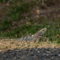 leguán zelený - Iguana iguana