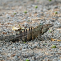 leguán zelený - Iguana iguana