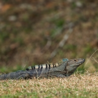 leguán zelený - Iguana iguana