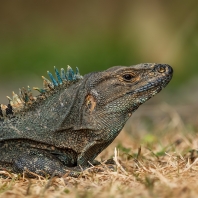 leguán zelený - Iguana iguana
