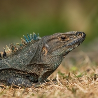 leguán zelený - Iguana iguana