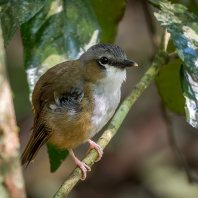 lejsčík šedotemenný - Heteromyias cinereifrons