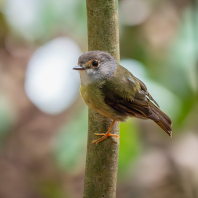 lejsčík žlutavý - Tregellasia capito