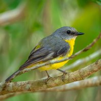 lejsčík žlutý - Eopsaltria australis