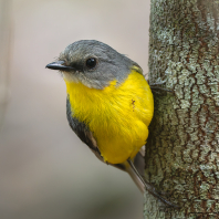 lejsčík žlutý - Eopsaltria australis