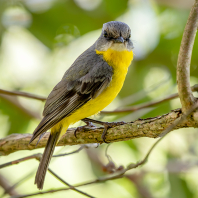 lejsčík žlutý - Eopsaltria australis