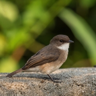 lejsek bažinný - Muscicapa aquatica