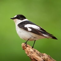 lejsek bělokrký - Ficedula albicollis