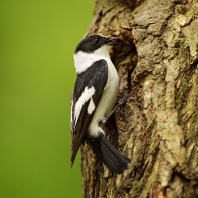 lejsek bělokrký - Ficedula albicollis