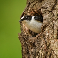 lejsek bělokrký - Ficedula albicollis