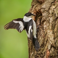 lejsek bělokrký - Ficedula albicollis