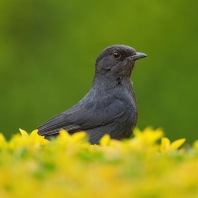 lejsek černý - Melaenornis edolioides