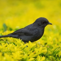 lejsek černý - Melaenornis edolioides