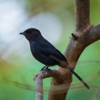 lejsek černý - Melaenornis edolioides