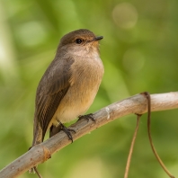 lejsek horský - Muscicapa adusta