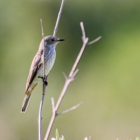 lejsek šedý - Muscicapa striata