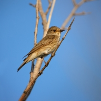 lejsek šedý - Muscicapa striata