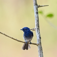 lejskovec azurový - Hypothymis azurea