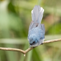 Stenostiridae