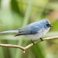 lejskovec dlouhoocasý - Elminia longicauda