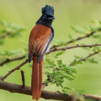 lejskovec nádherný - Terpsiphone viridis