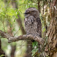 lelkoun soví - Podargus strigoides