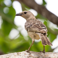 lemčík velký - Chlamydera nuchalis