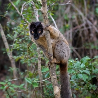 lemur bělohlavý - Eulemur fulvus