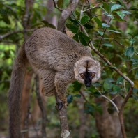 lemur bělohlavý - Eulemur fulvus