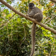 lemur bělohlavý - Eulemur fulvus