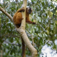 lemur červenavý - Eulemur rufus