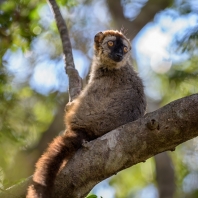 lemur červenavý - Eulemur rufus