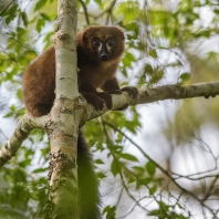 lemur červenobřichý - Eulemur rubriventer