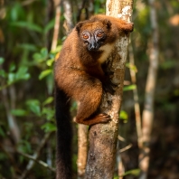 lemur červenobřichý - Eulemur rubriventer